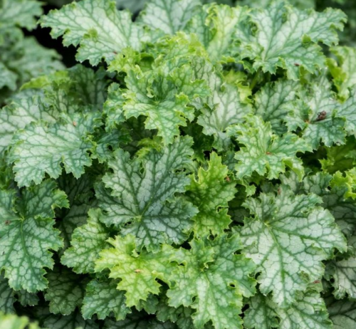 Гейхера Lime Swizzle 